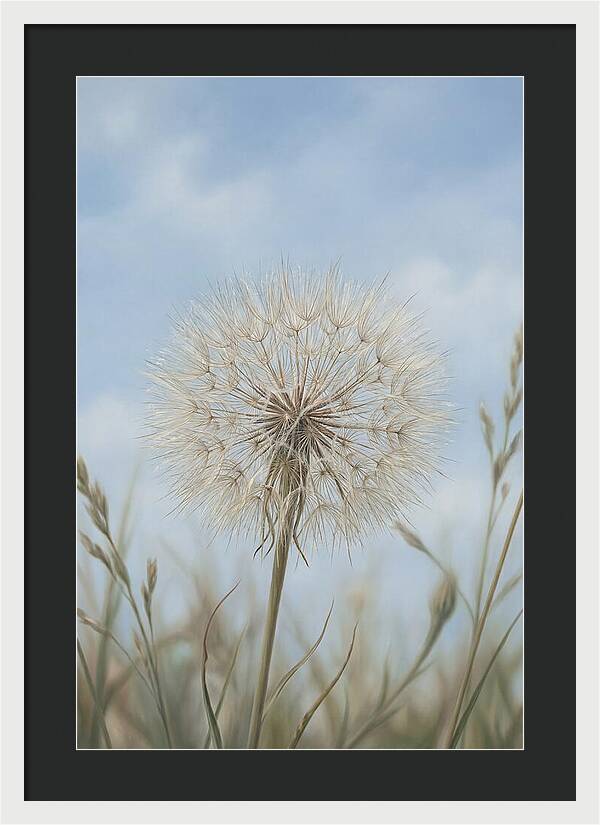 Dandelion Clock Seed Head