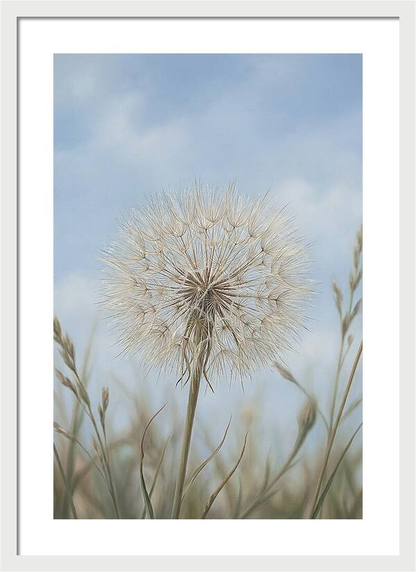 Dandelion Clock Seed Head