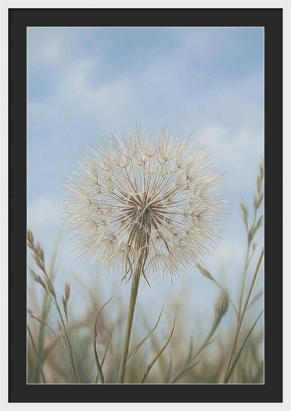 Dandelion Clock Seed Head