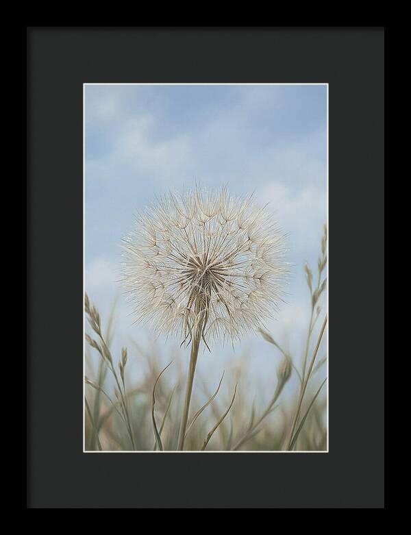 Dandelion Clock Seed Head