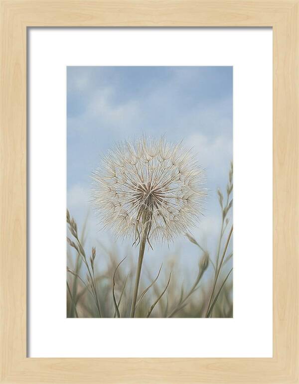 Dandelion Clock Seed Head