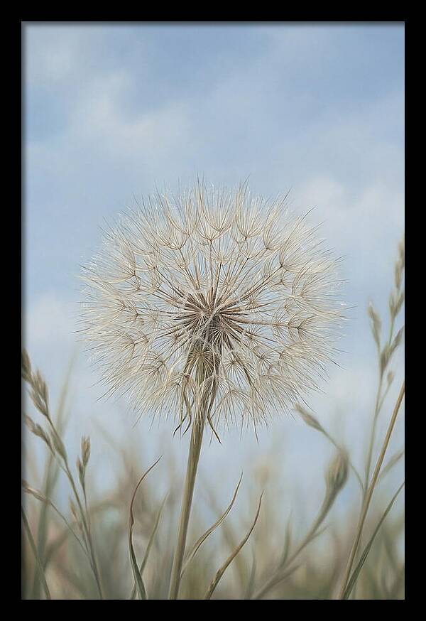 Dandelion Clock Seed Head