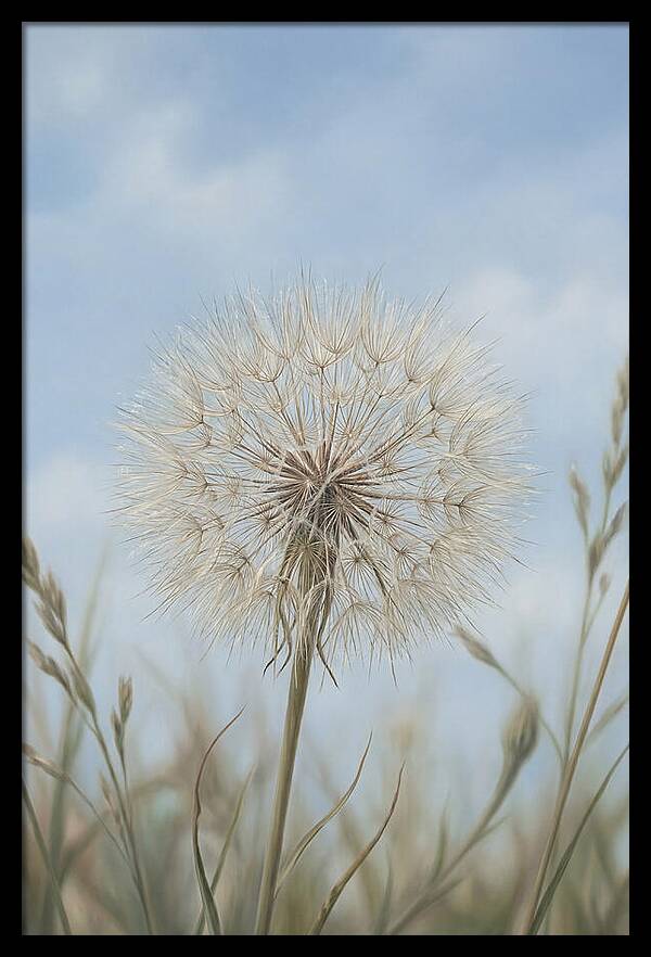 Dandelion Clock Seed Head
