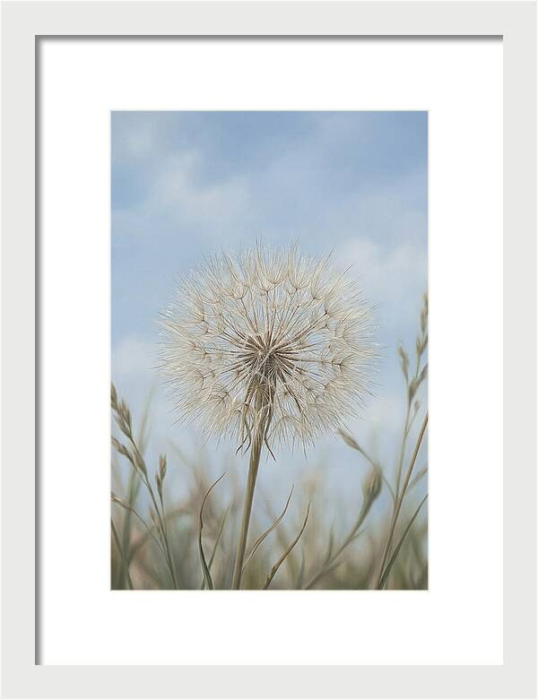 Dandelion Clock Seed Head