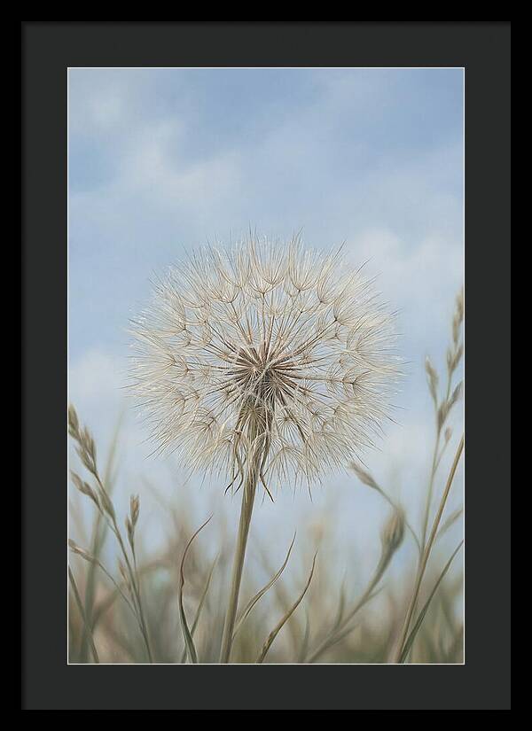 Dandelion Clock Seed Head