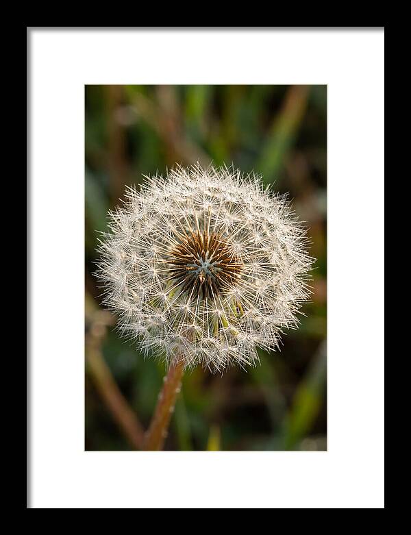 Dandelion Seed Head