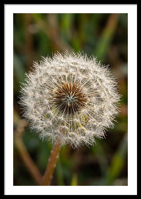 Dandelion Seed Head