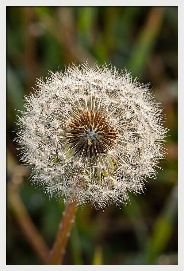 Dandelion Seed Head