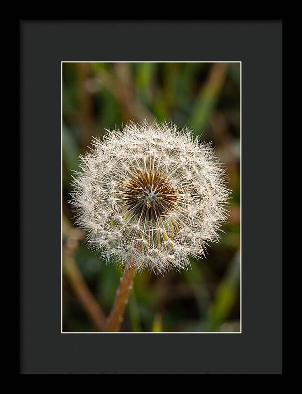 Dandelion Seed Head