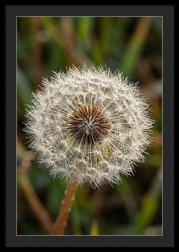 Dandelion Seed Head