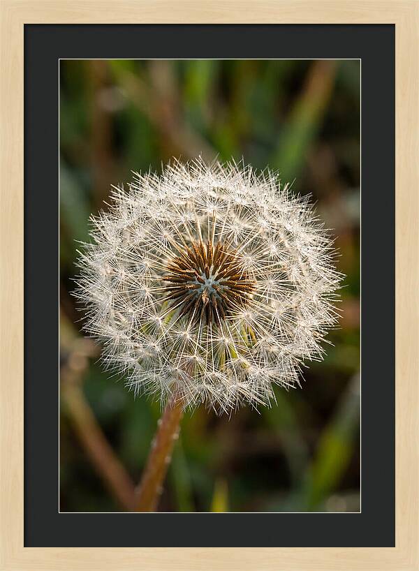 Dandelion Seed Head