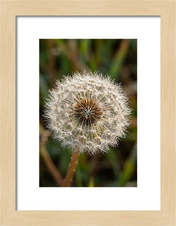 Dandelion Seed Head