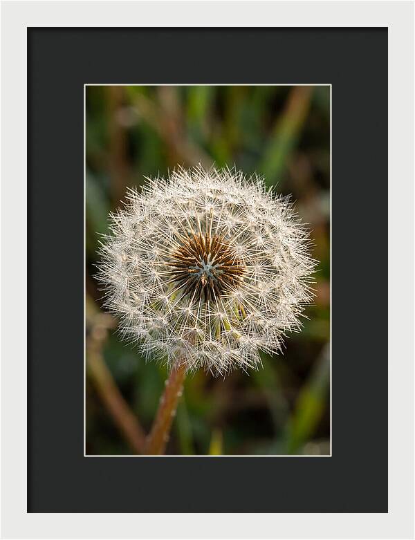 Dandelion Seed Head