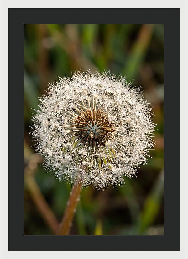 Dandelion Seed Head