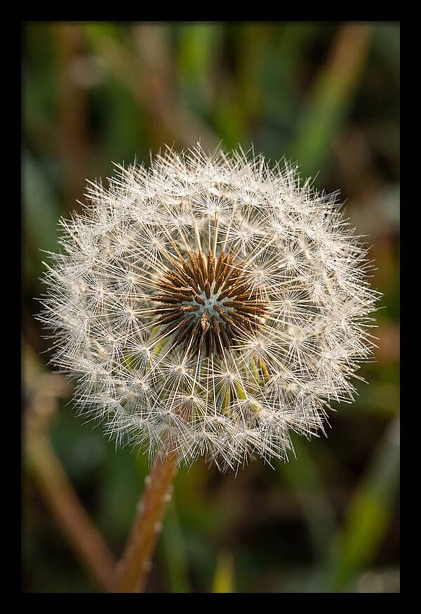 Dandelion Seed Head