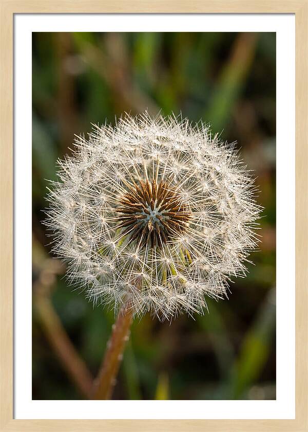 Dandelion Seed Head