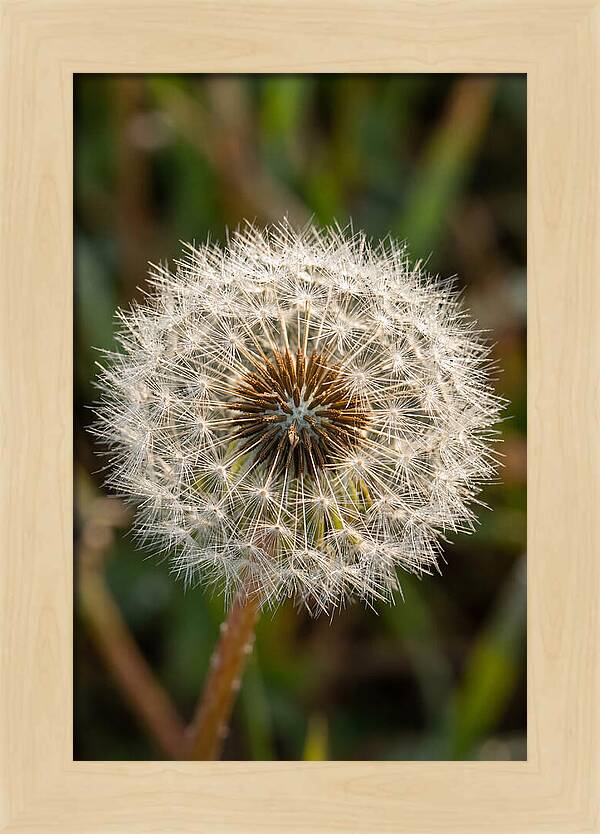 Dandelion Seed Head