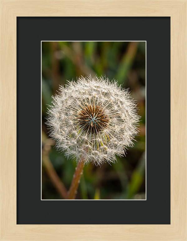 Dandelion Seed Head