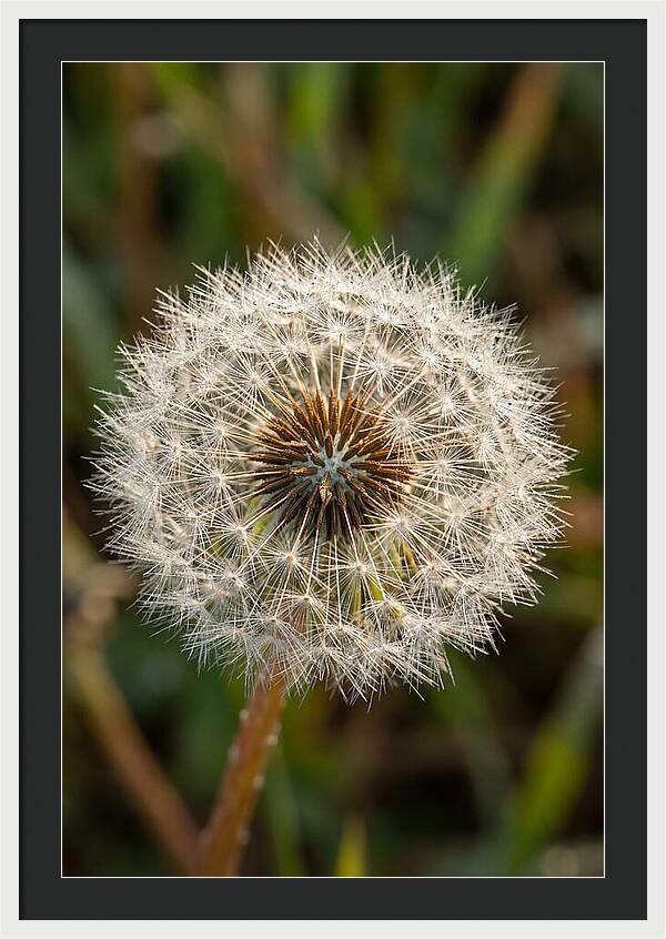 Dandelion Seed Head