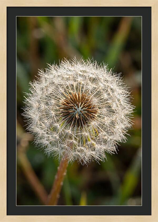 Dandelion Seed Head