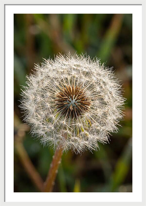 Dandelion Seed Head