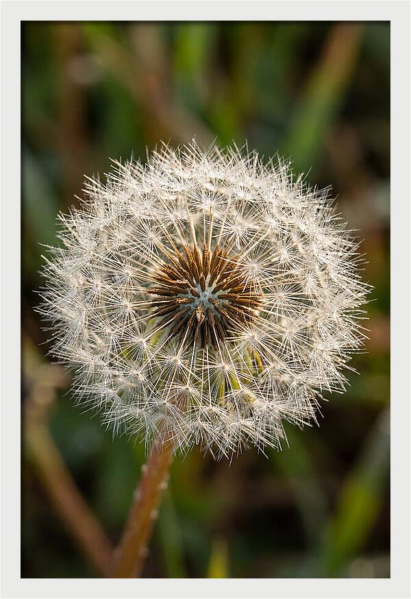 Dandelion Seed Head
