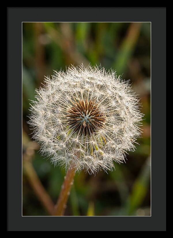 Dandelion Seed Head