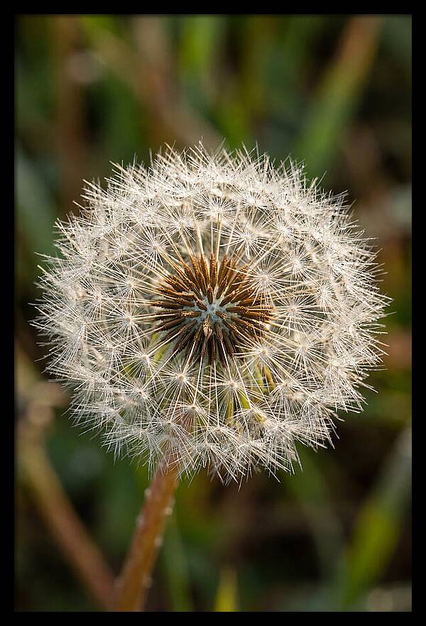 Dandelion Seed Head