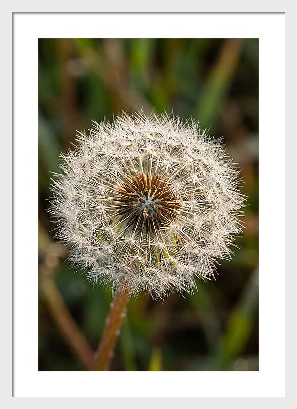 Dandelion Seed Head