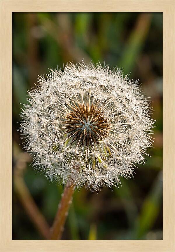 Dandelion Seed Head