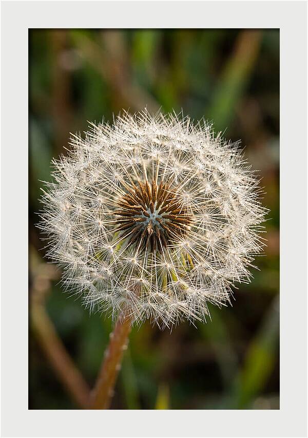 Dandelion Seed Head