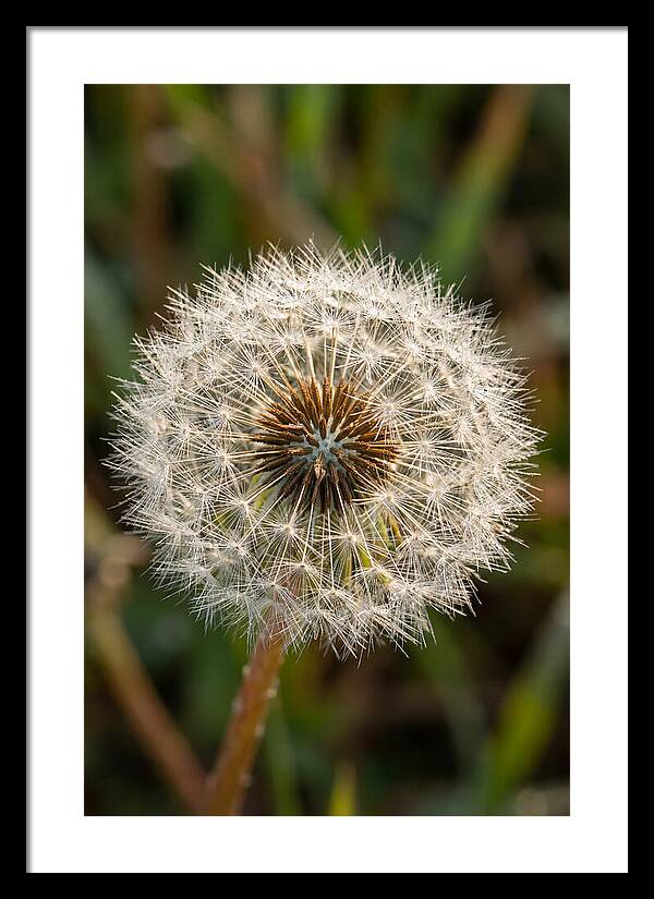 Dandelion Seed Head