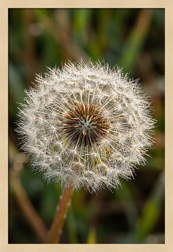 Dandelion Seed Head