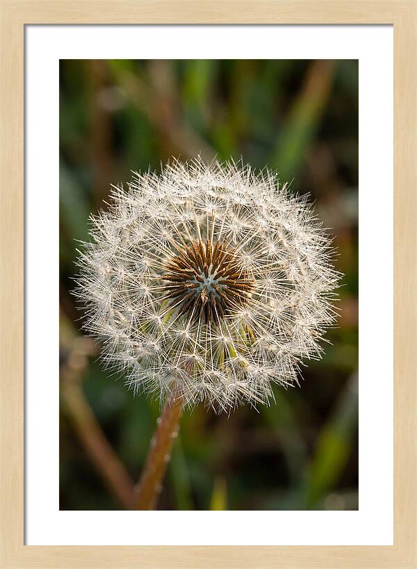 Dandelion Seed Head