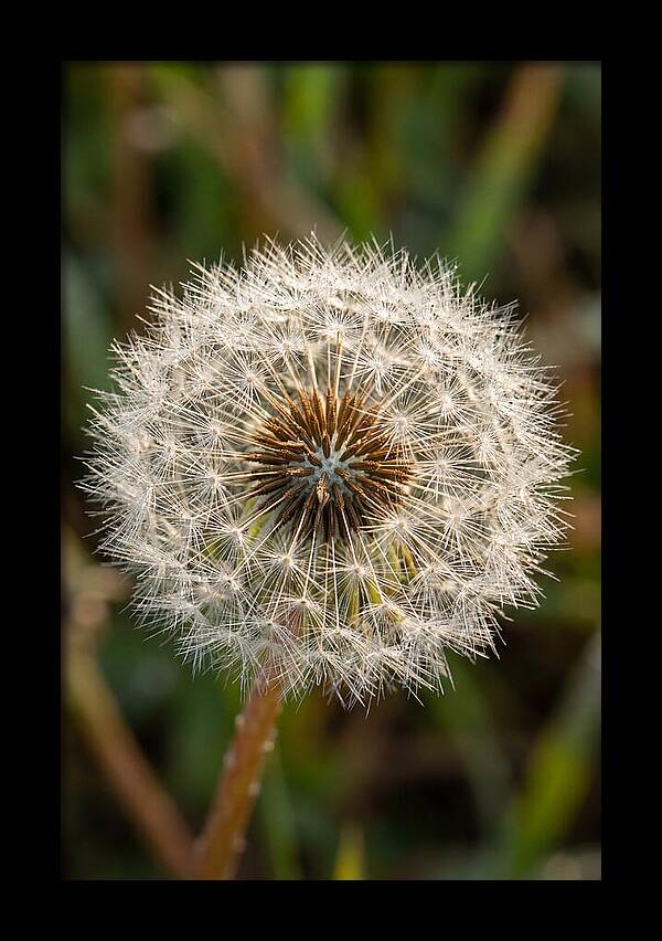 Dandelion Seed Head