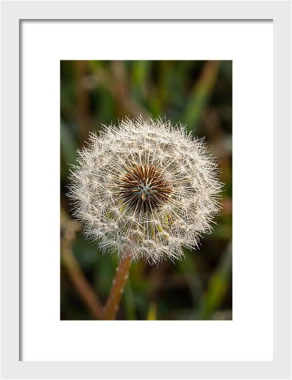 Dandelion Seed Head