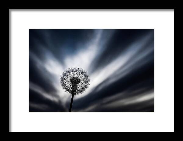Dandelion Seed Head In Monochrome