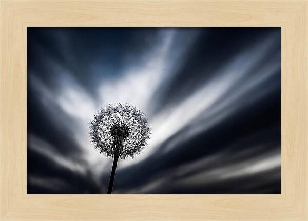 Dandelion Seed Head In Monochrome