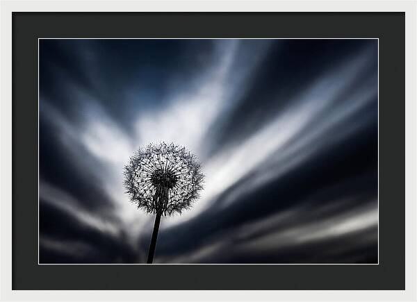 Dandelion Seed Head In Monochrome