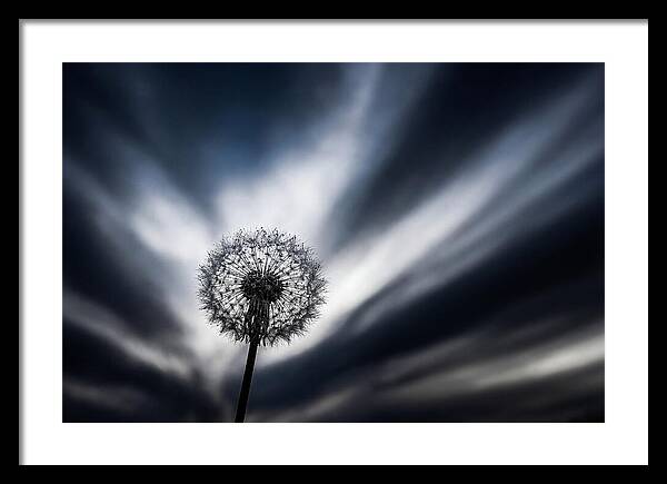 Dandelion Seed Head In Monochrome