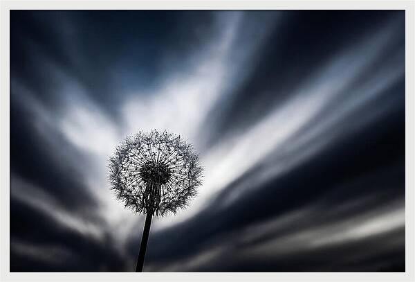 Dandelion Seed Head In Monochrome