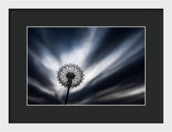 Dandelion Seed Head In Monochrome