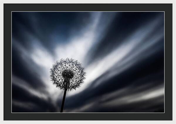 Dandelion Seed Head In Monochrome