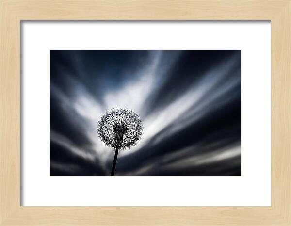Dandelion Seed Head In Monochrome