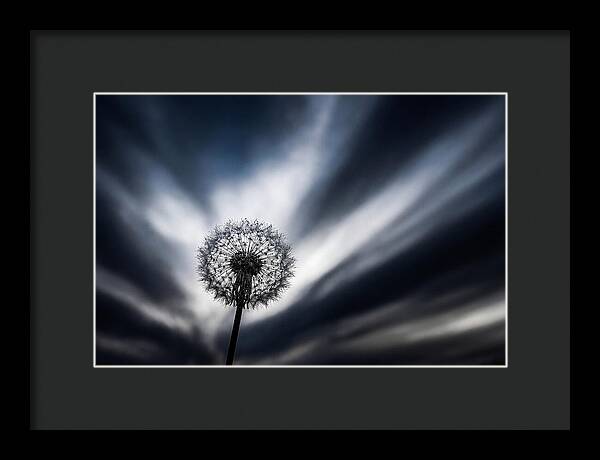 Dandelion Seed Head In Monochrome