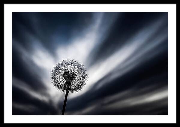 Dandelion Seed Head In Monochrome