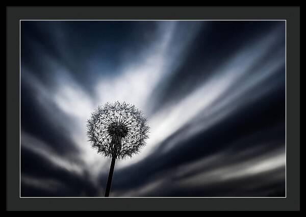 Dandelion Seed Head In Monochrome