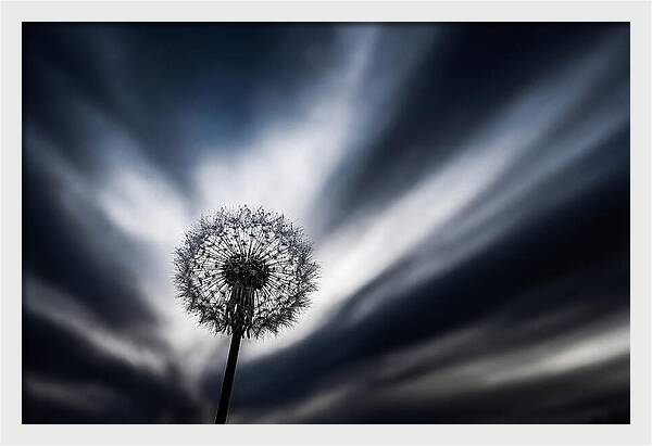 Dandelion Seed Head In Monochrome