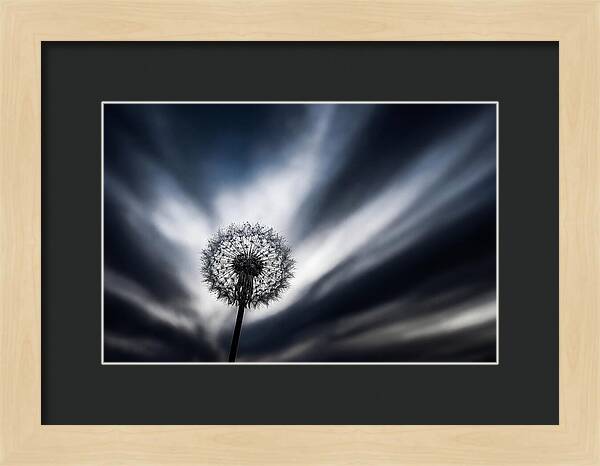 Dandelion Seed Head In Monochrome