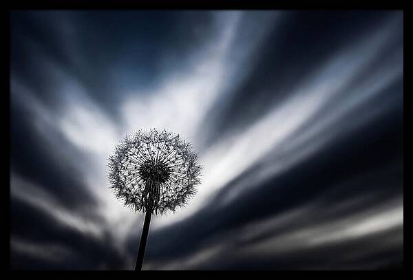 Dandelion Seed Head In Monochrome